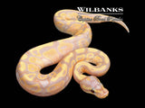 Banana Fire Ball Python ♂ '26