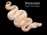 Banana Pewter Fire Ball Python ♂ '26