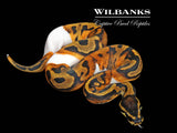 Pied Ball Python ♀ '26