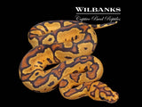 Fire Clown Ball Python ♂ '26
