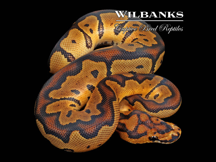 Clown Ball Python ♂ '26