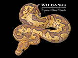 Mojave Fire Clown Ball Python ♀ '26