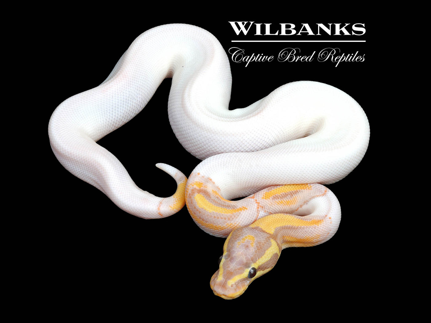 Banana Pied Ball Python ♂ '25