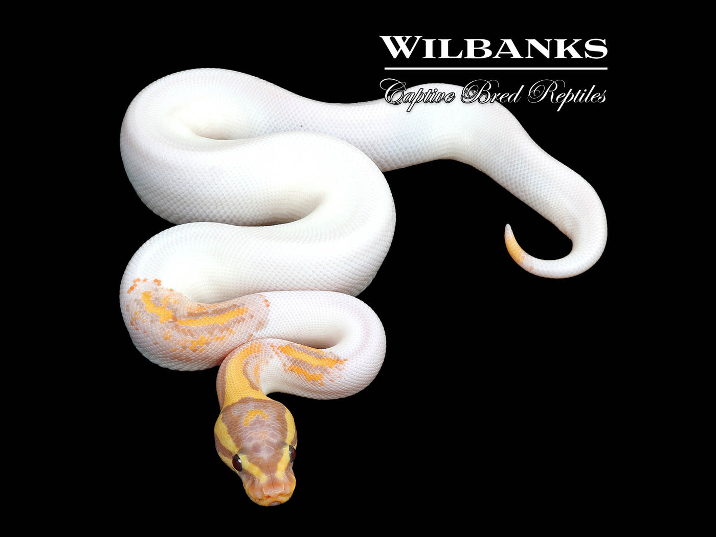 Banana Pied Yellow Belly Ball Python ♂ '25