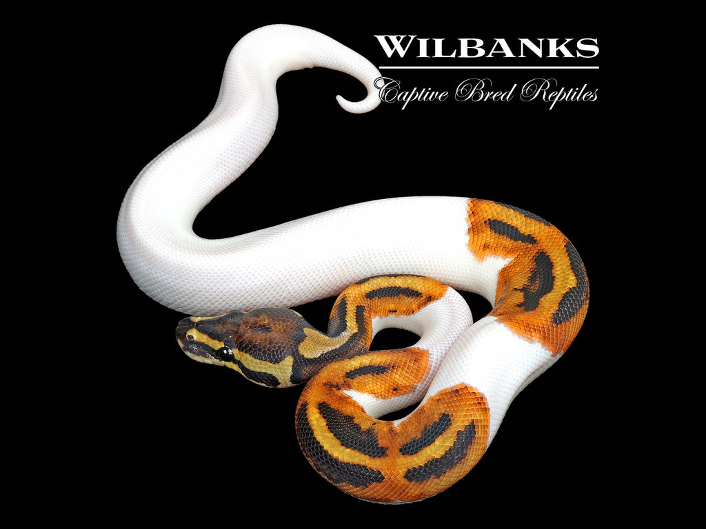 Pied 100% Het. Clown Ball Python ♂ '25 – Wilbanks Captive