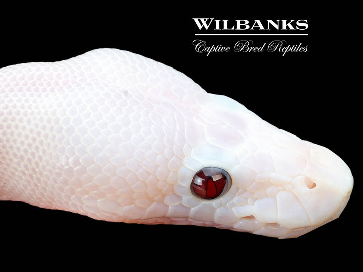 【2025最新】SNSで話題・人気の商品のおすすめアイテム Super Banana Fire Bred Captive Wilbanks – '25 ♂ Python Ball 掃除機・クリーナー