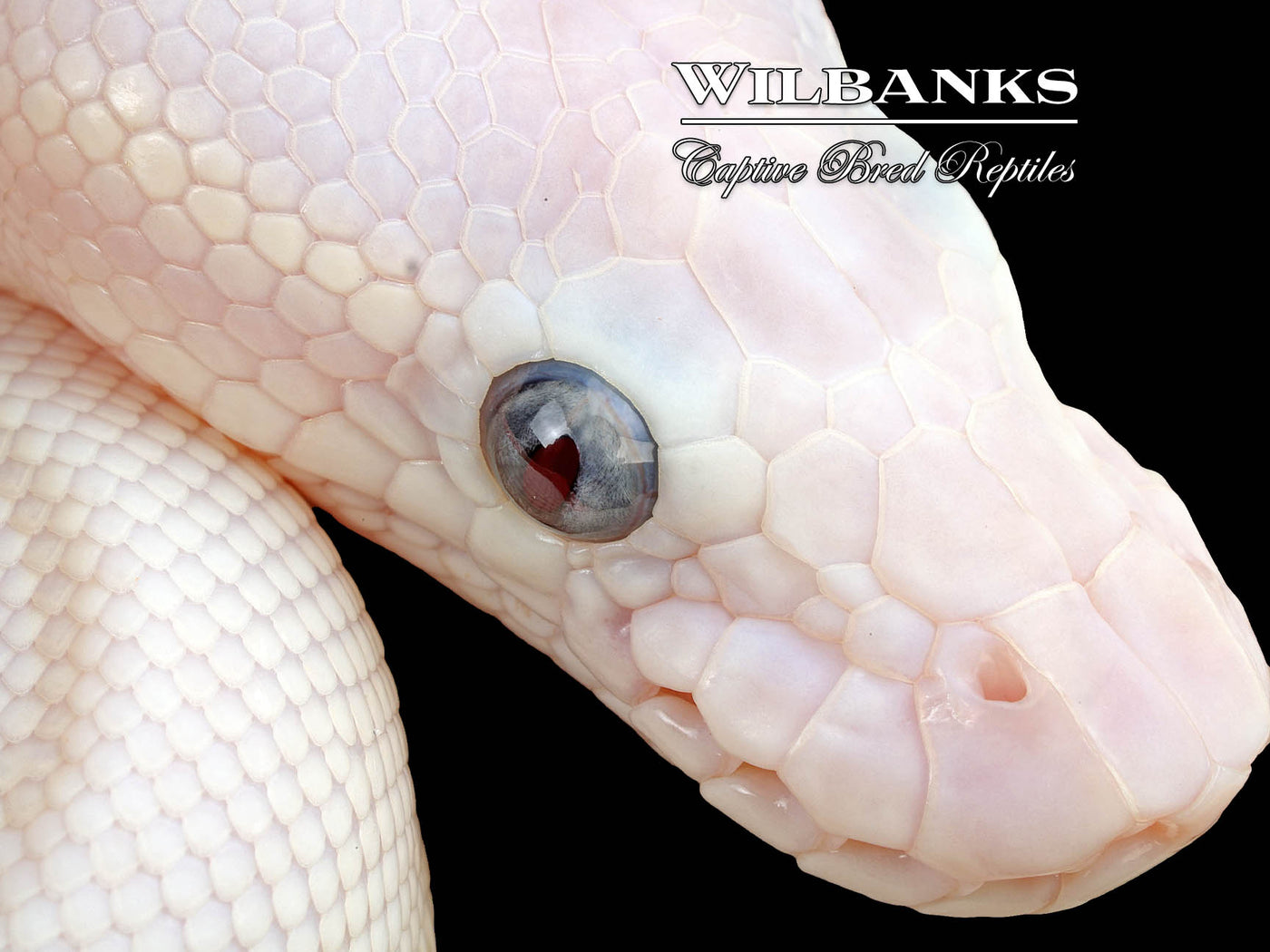 Blue Eyed Leucistic (Mojave Mocha) Ball Python ♀ '25