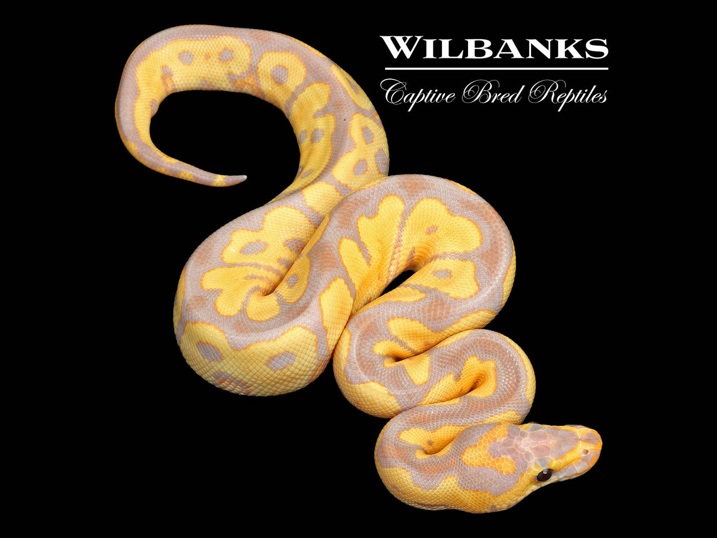 Banana Clown Ball Python ♂ '25