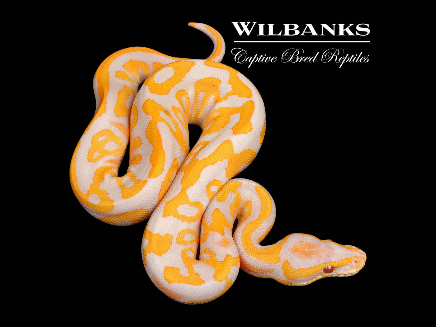 Lavender Leopard Ball Python ♀ '25
