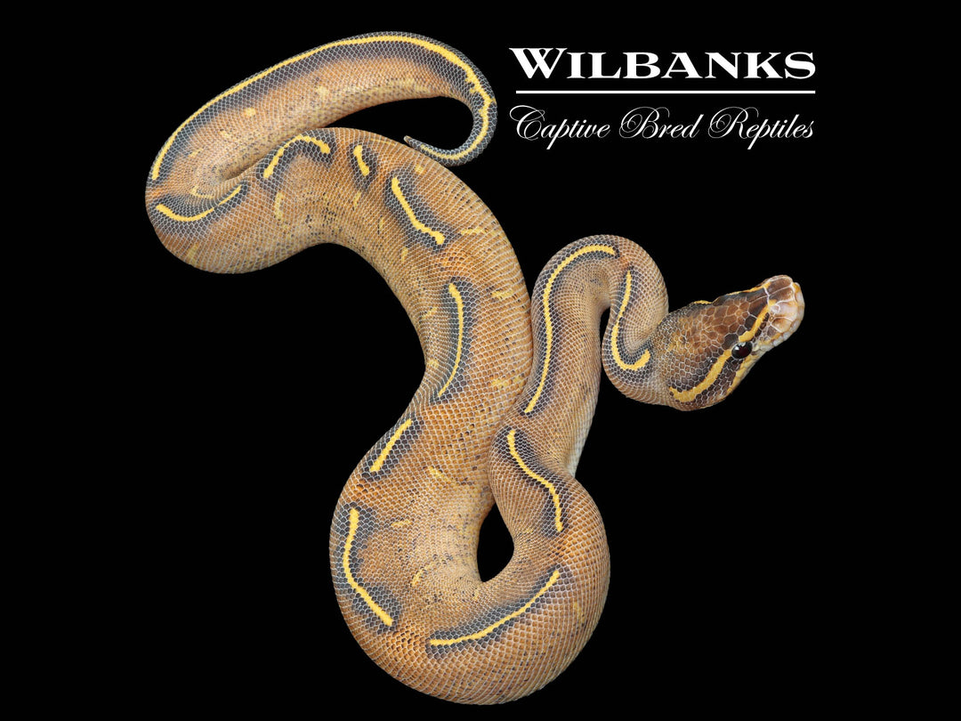 Highway Ball Python ♂ '25 – Wilbanks Captive Bred Reptiles