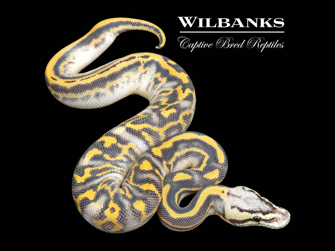 hanimalo Pastel Leopard Highway Ball Python ♂ '25 – Wilbanks Captive