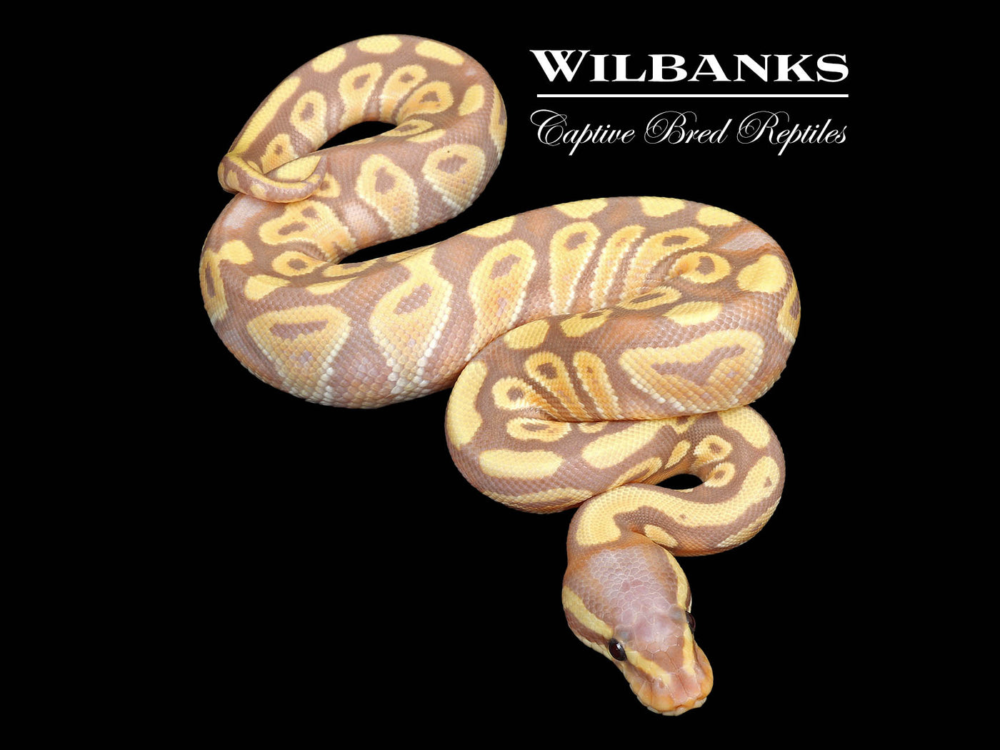 Banana Mojave Ball Python ♂ '25