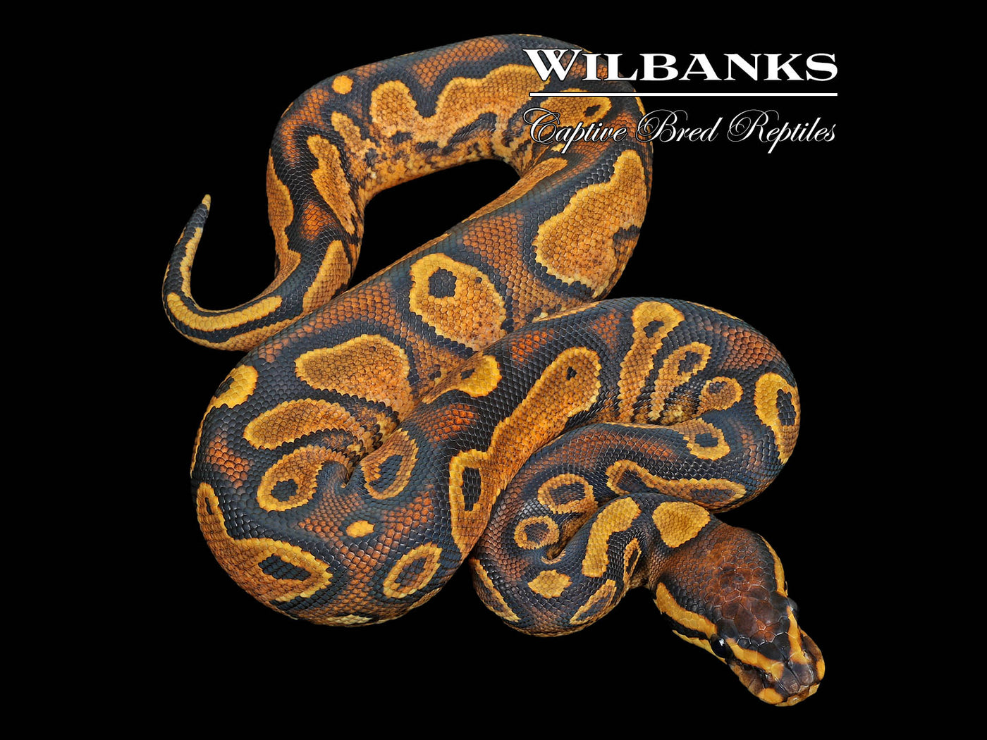 Sugar Orange Dream Yellow Belly Ball Python ♀ '25