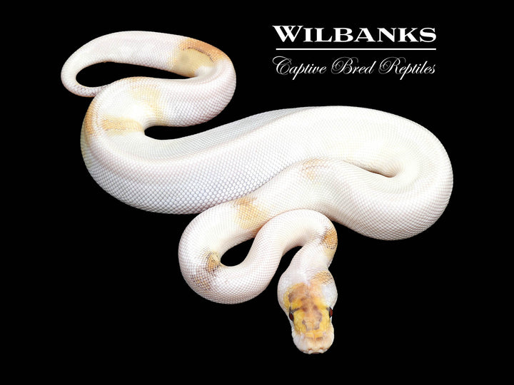 洋書 The Complete Ball Python 洋書 The Complete Ball Python ボールパイソン 洋書 The
