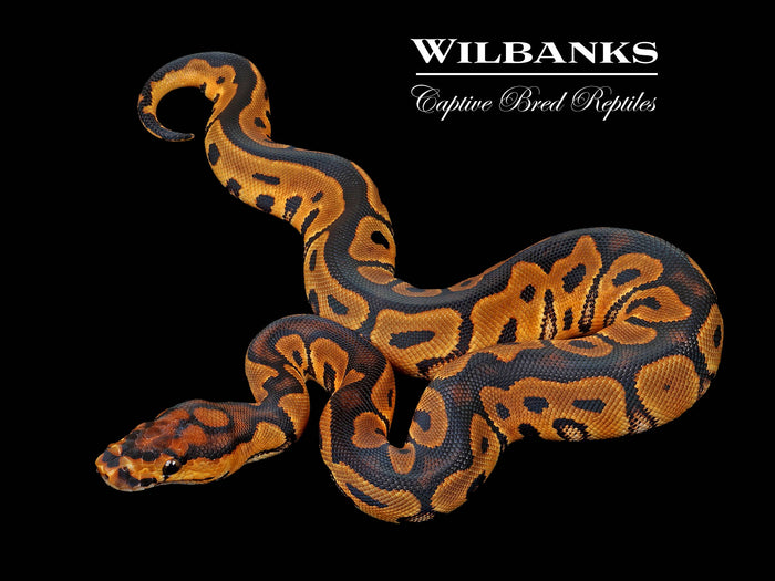 Clown Ball Python ♀ '26