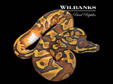 Enchi Sugar Yellow Belly 100% Het. Pied Ball Python ♀ '26