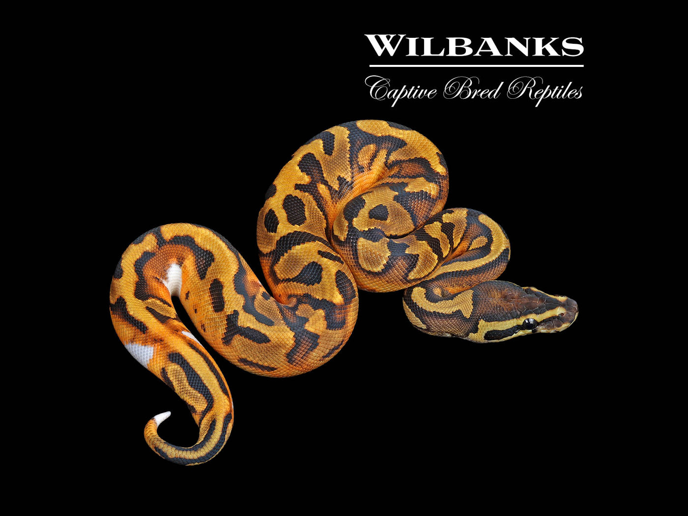 Pied Ball Python ♀ '25