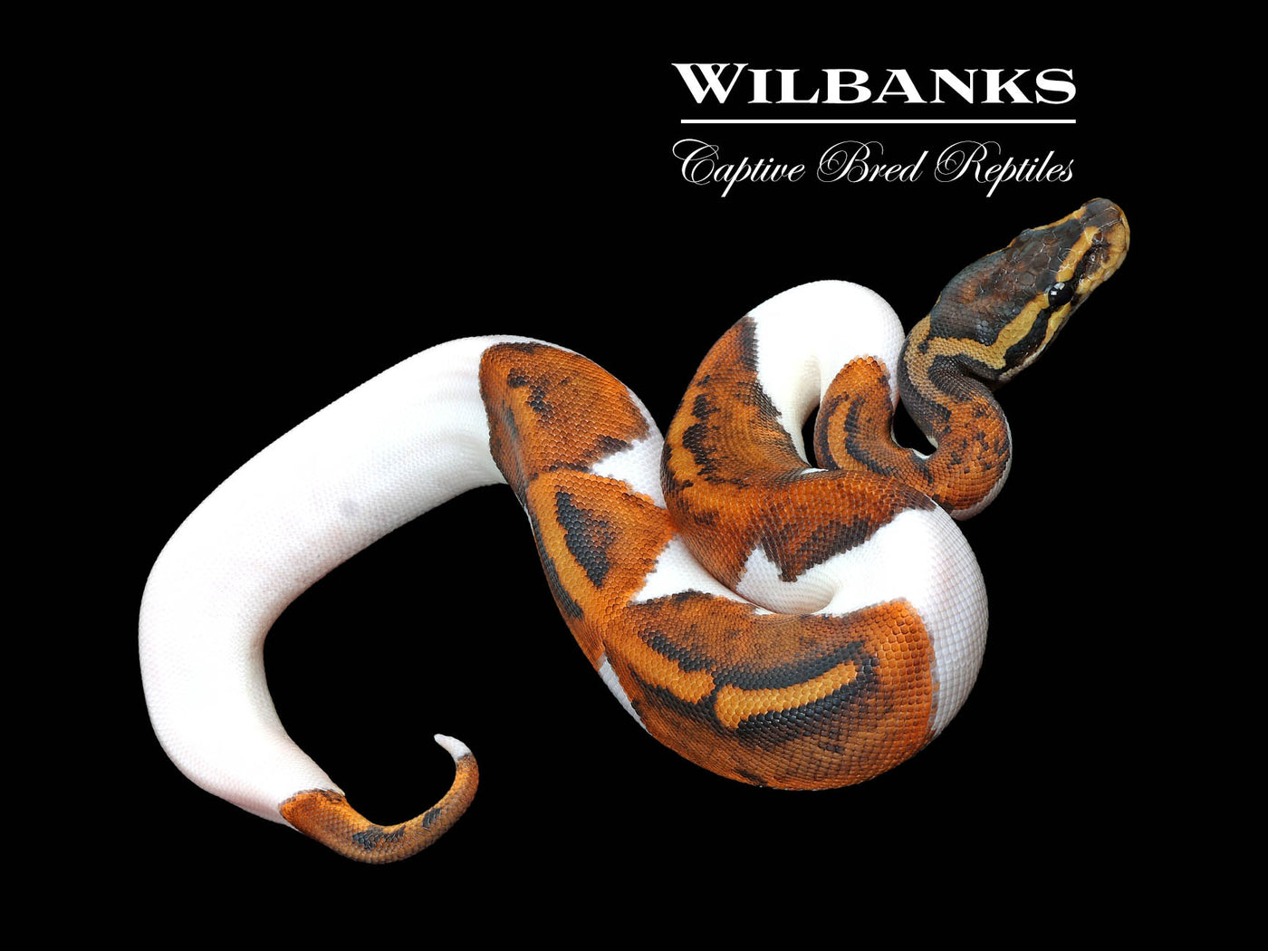 Mahogany Pied Ball Python ♀ '25