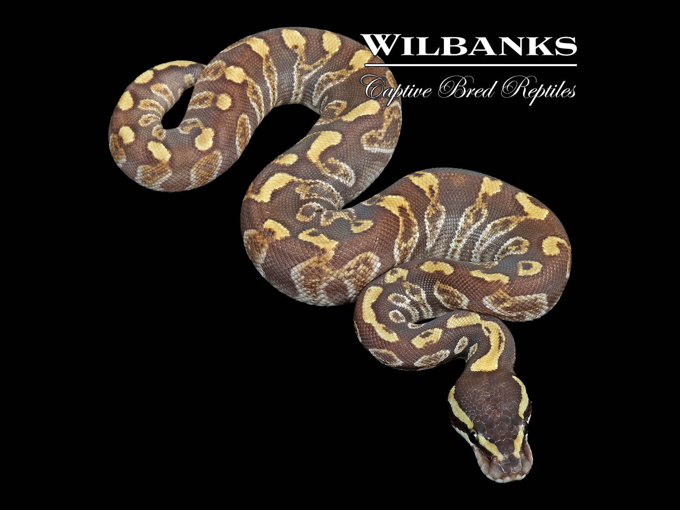 Mojave GHI Enchi Ball Python ♂ '25