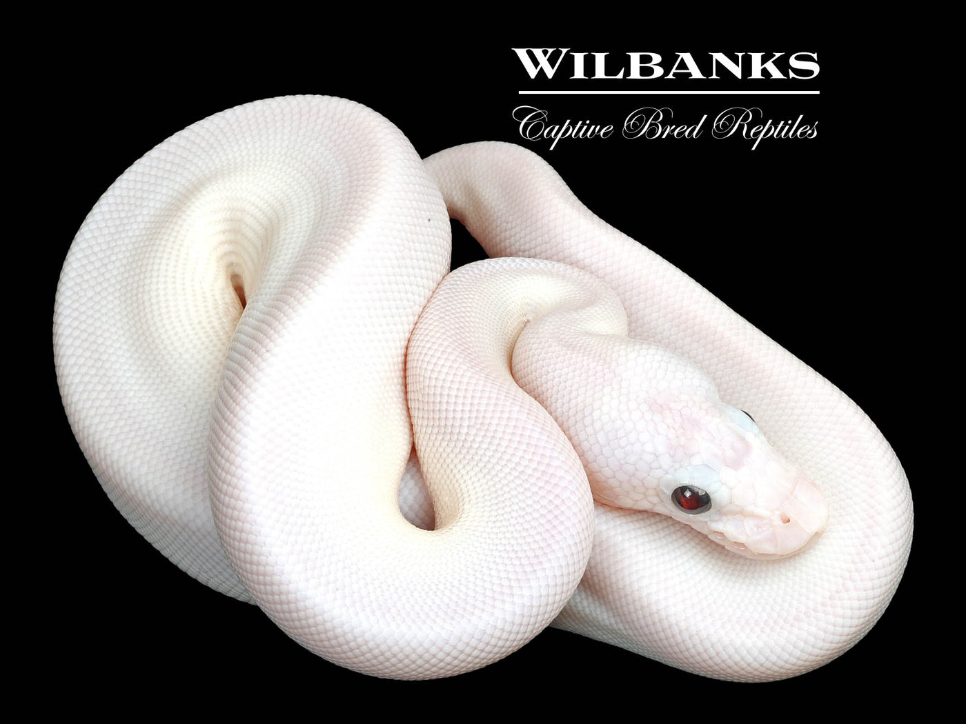 Blue Eyed Leucistic (Mojave Butter) Ball Python ♀ '25
