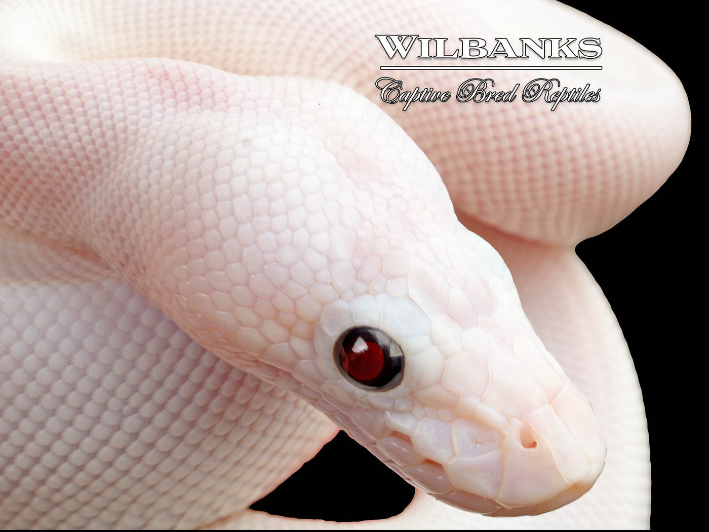 Blue Eyed Leucistic (Mojave Butter) Ball Python ♀ '25