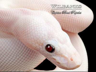 Blue Eyed Leucistic (Mojave Butter) Ball Python ♀ '25