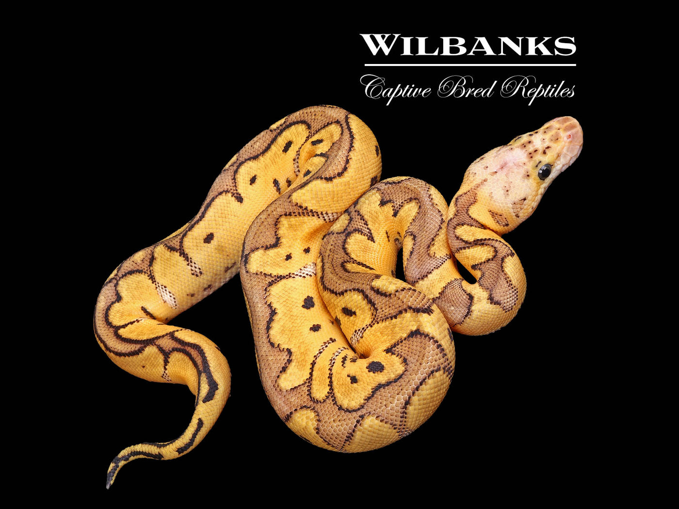 洋書 The Complete Ball Python 大人気新品をすべて A Python, Ball Complete Comprehensive