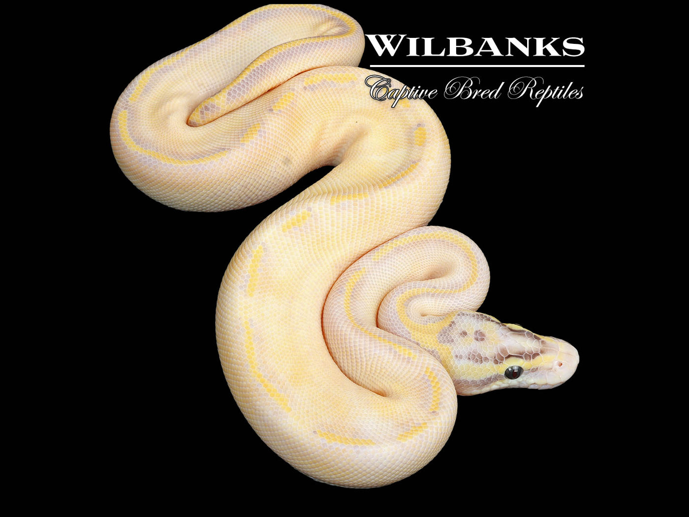 Pastel Enchi Ivory Ball Python ♂ '25