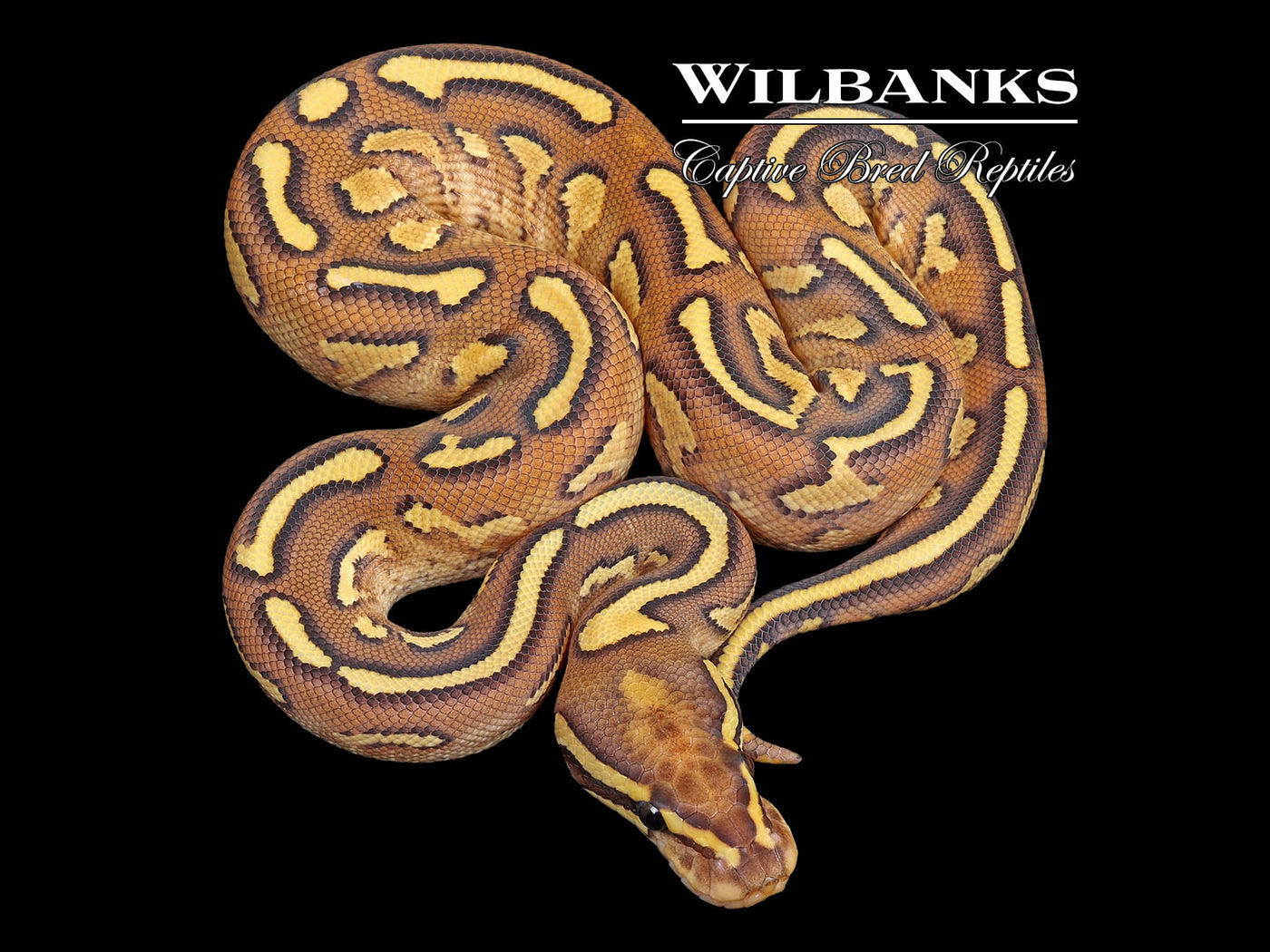 GHI Super Asphalt Butter Ball Python ♀ '25