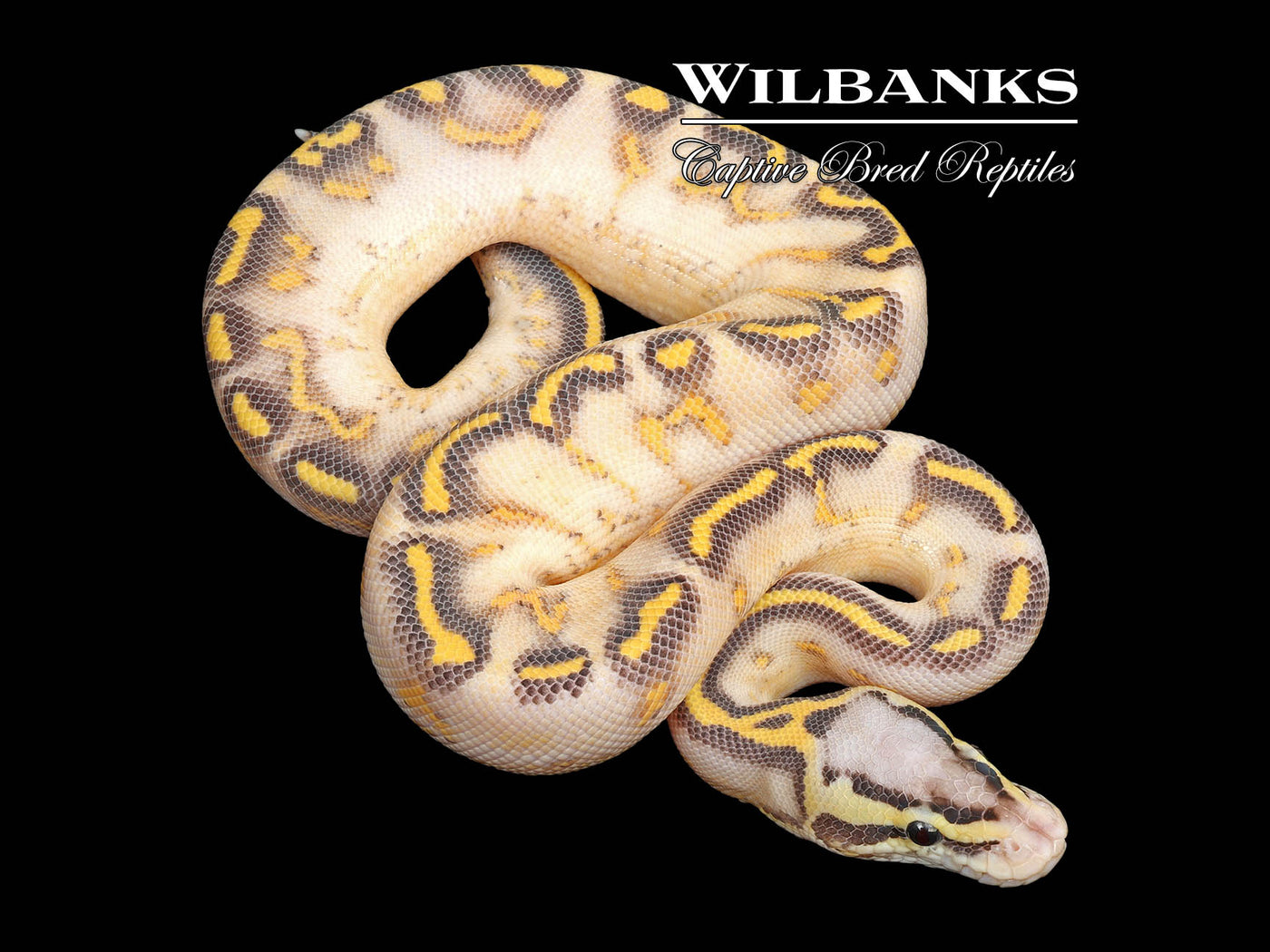 Pastel Highway Ball Python ♂ '25
