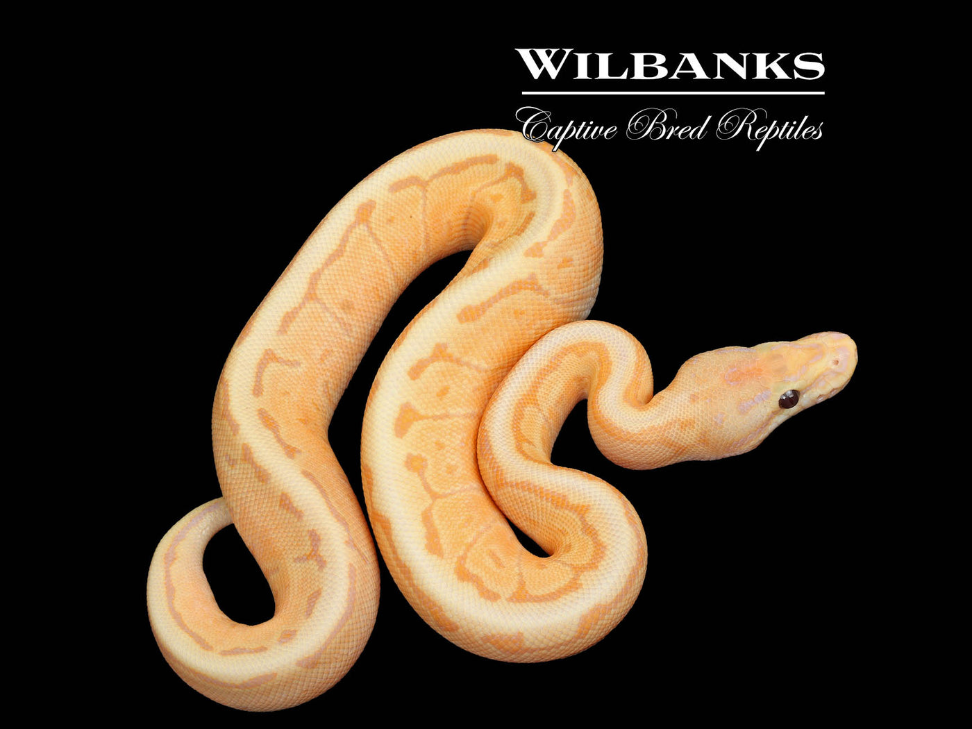 Banana Fire Pinstripe Spotnose Ball Python ♂ '25