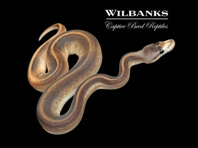 Leopard Cinnamon Champagne Ball Python ♀ '25