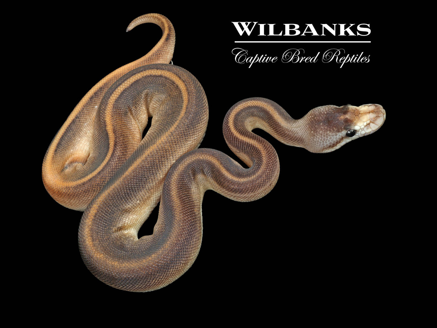Leopard Cinnamon Champagne Ball Python ♀ '25