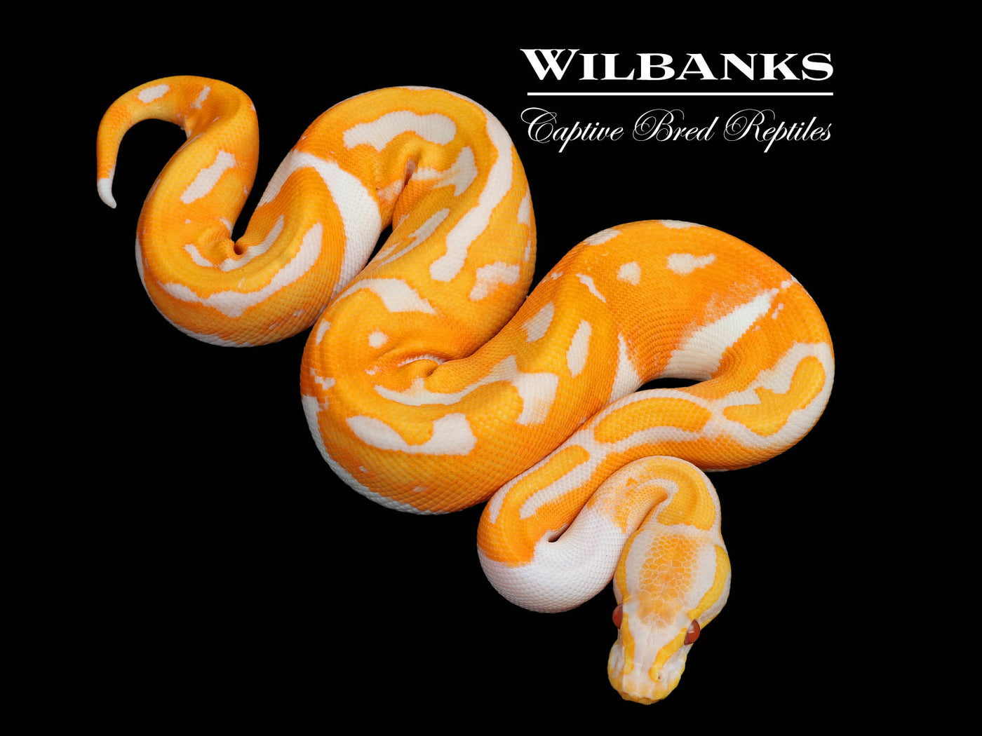 Blackhead Dreamsicle Ball Python ♀ '25
