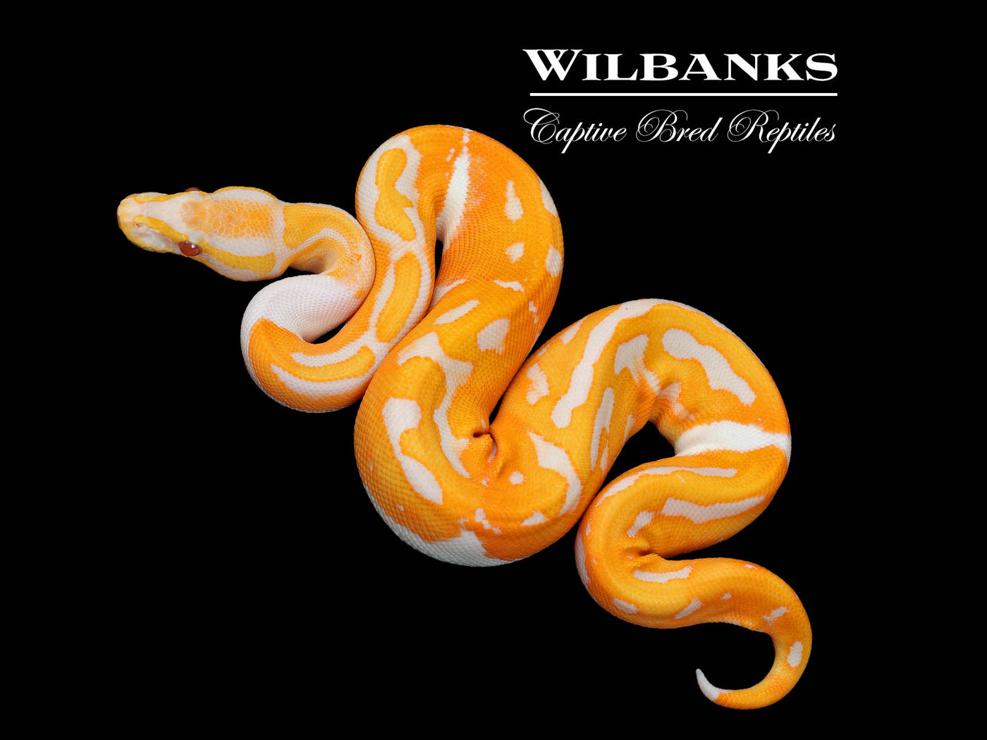 Blackhead Dreamsicle Ball Python ♀ '25