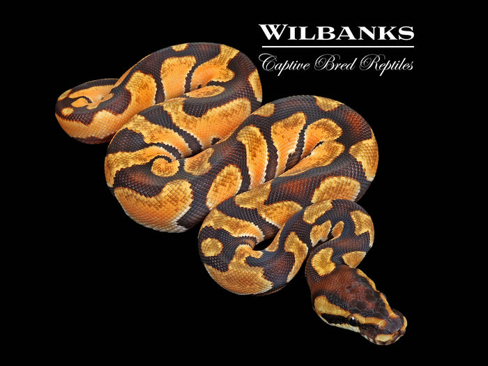 Orange Dream Enchi Ball Python ♂ '26
