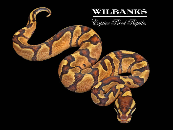 Spark Enchi Ball Python ♀ '26