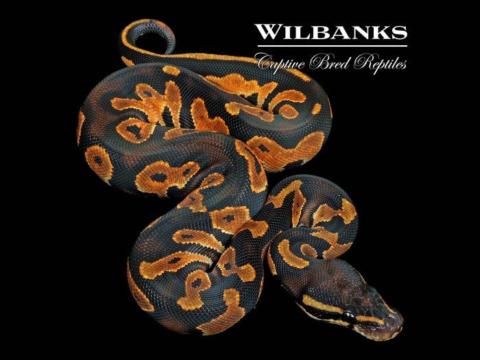 Blackhead Orange Dream Ball Python ♀ '26