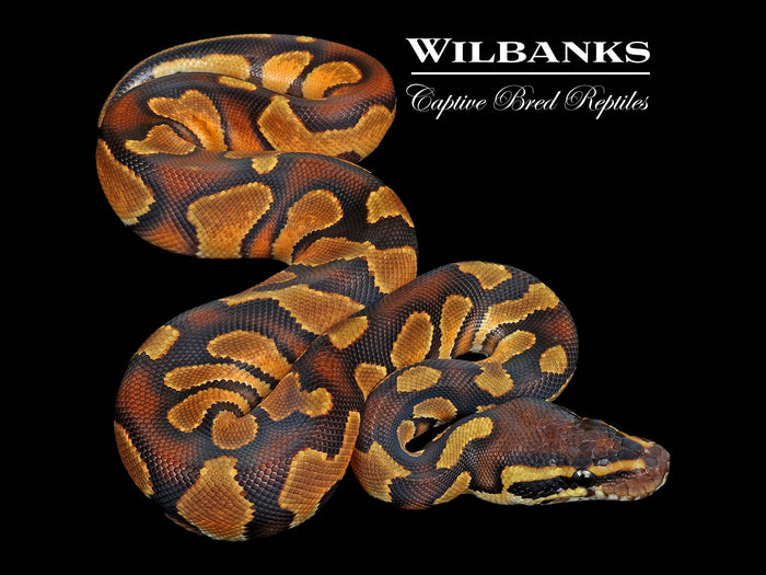 Blackhead Orange Dream Enchi Ball Python ♂ '26