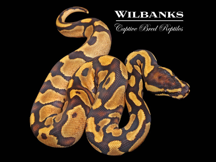 Enchi Yellow Belly 100% Het. Pied Ball Python ♀ '26
