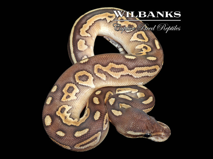 Cinnamon Mojave Ball Python ♀ '26