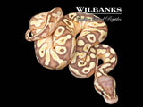 Banana Pastel Butter Ball Python ♀ '26