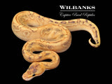 Enchi Champ Crusher Ball Python ♂ '26