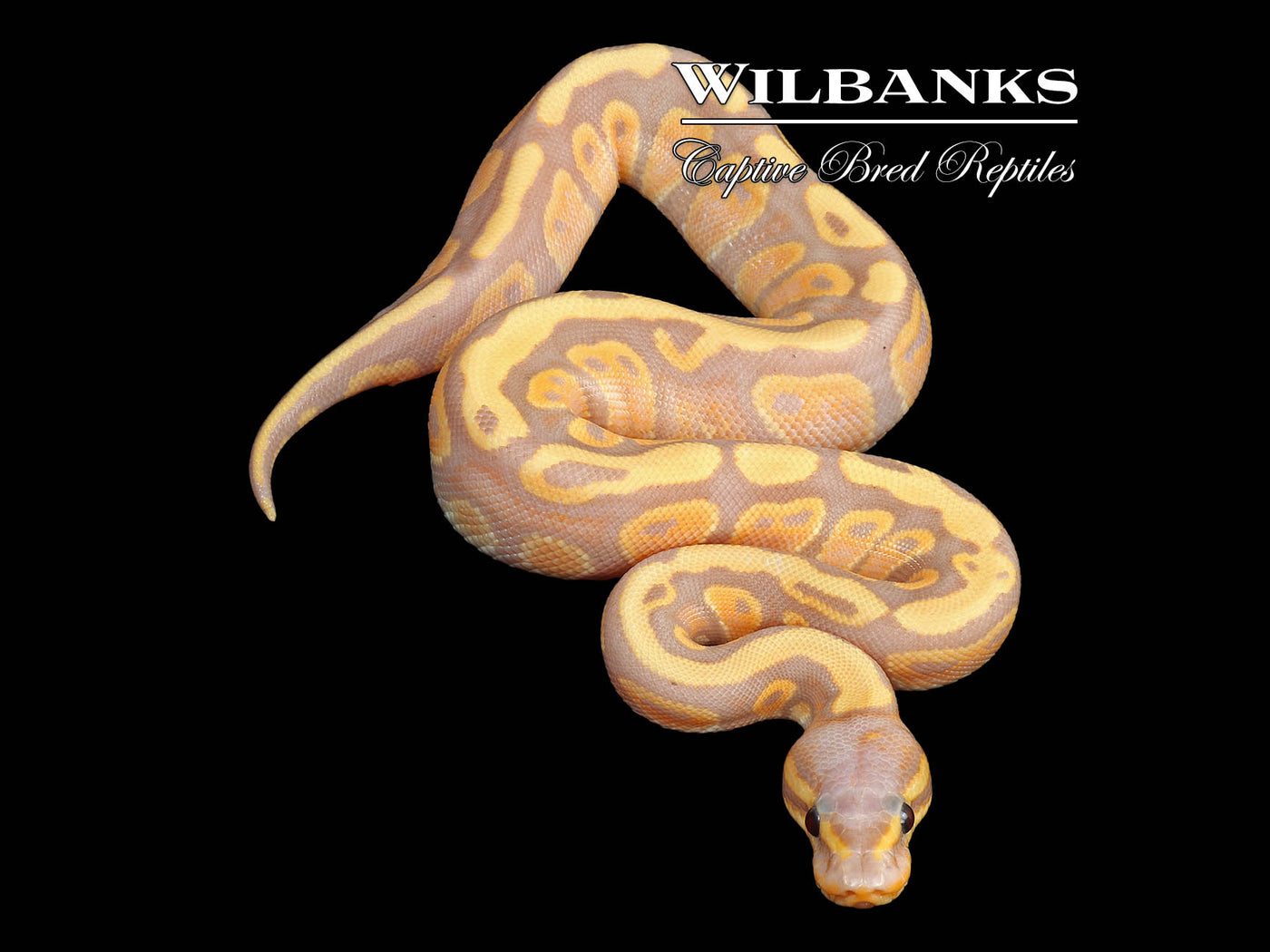 Banana Mahogany 100% Het. Clown (Female Maker) Ball Python ♂ '24