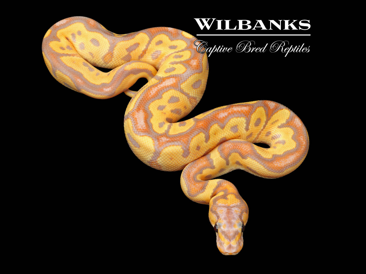 Banana Clown Ball Python ♂ '25