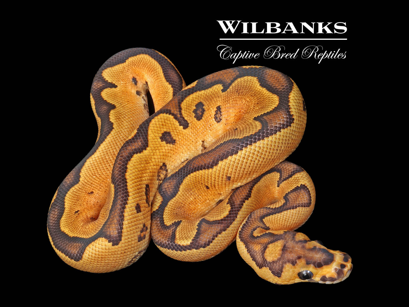 Fire Sugar Clown Ball Python ♂ '25