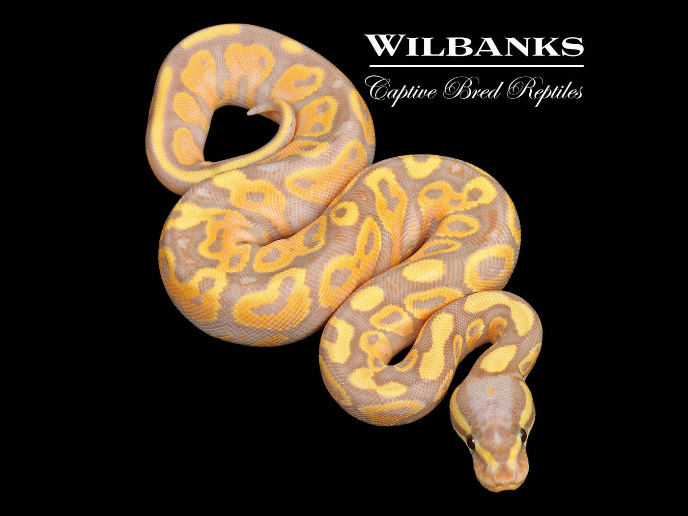 Banana Yellow Belly Ball Python ♀ '25