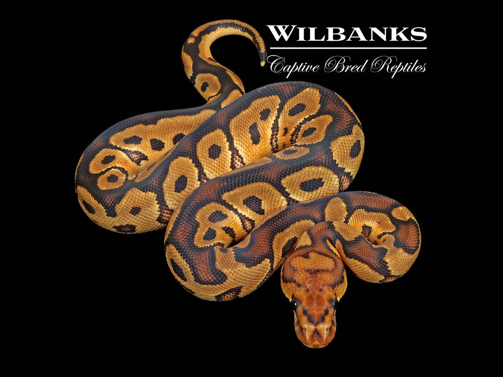 Clown Ball Python ♀ '25 – Wilbanks Captive Bred Reptiles