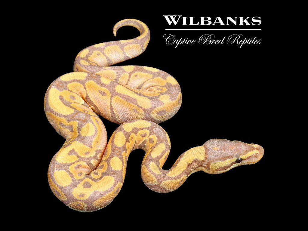 Banana 100% Het. Clown Ball Python ♀ '25 – Wilbanks Captive