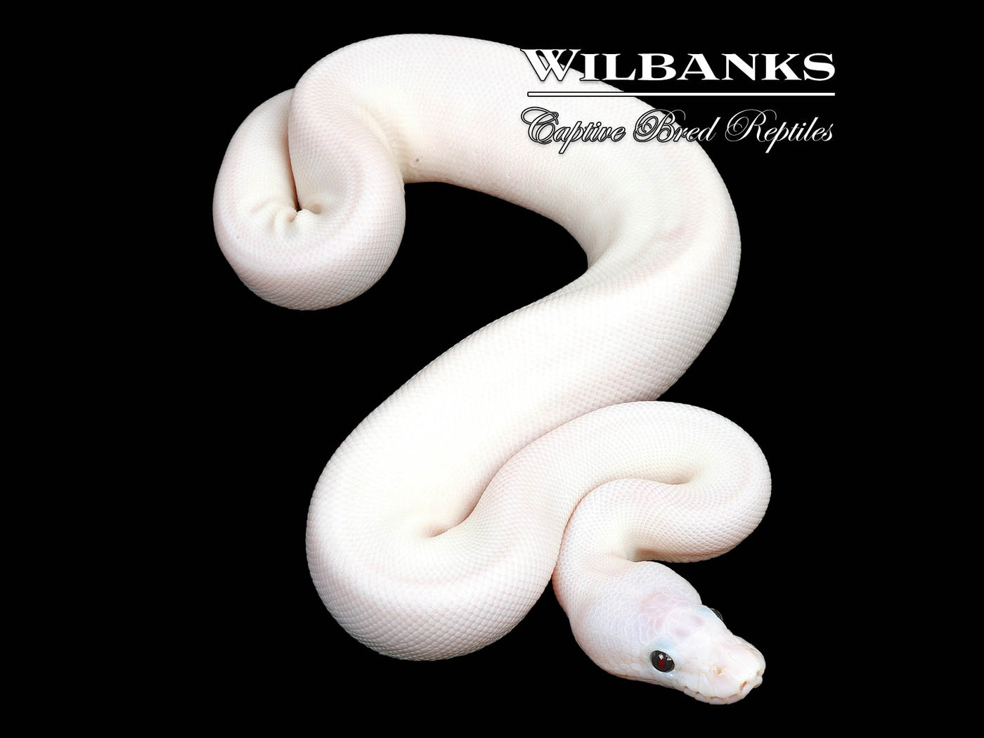 Super Fire Ball Python ♀ '25